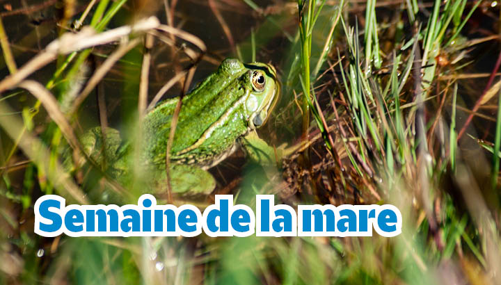 La semaine de la mare !